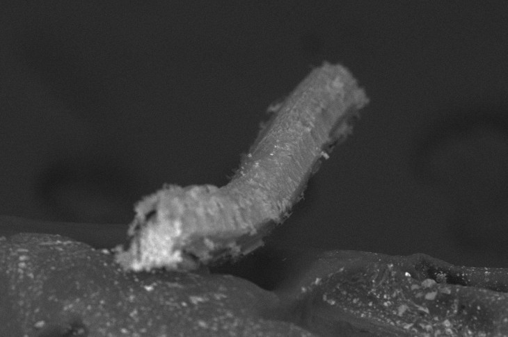 Russian Research Team Proposes New Method for Studying Morphology of Flexible Crystals
