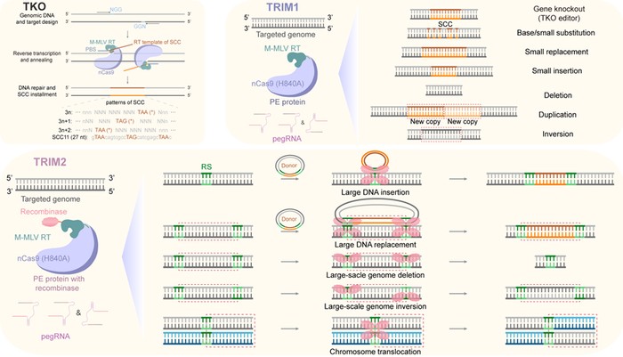Institute of Genetics and Developmental Biology, CAS Develops TKO and