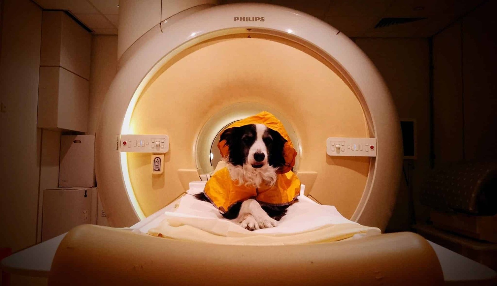 功能磁共振成像揭示犬类大脑识别人类负面情绪机制