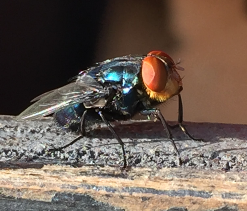 USDA Plans $25 Million Investment in Sterile Fly Release Facility in Arizona