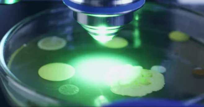 Des scientifiques russes développent un test biologique par bactéries luminescentes pour le criblage de doses de rayonnement faibles et sûres pour les animaux