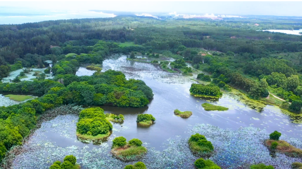 解密海南核电与周边生态共生密码：立体监测与固有安全构筑底座，湿地候鸟与近海白蝶贝成环境“晴雨表”